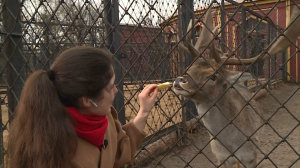Новый обитатель Ленинградского зоопарка — северный олень Мартин