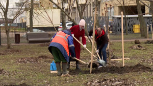 Как жители Петербурга приближают весну: в Пионерском саду высаживают молодые деревья