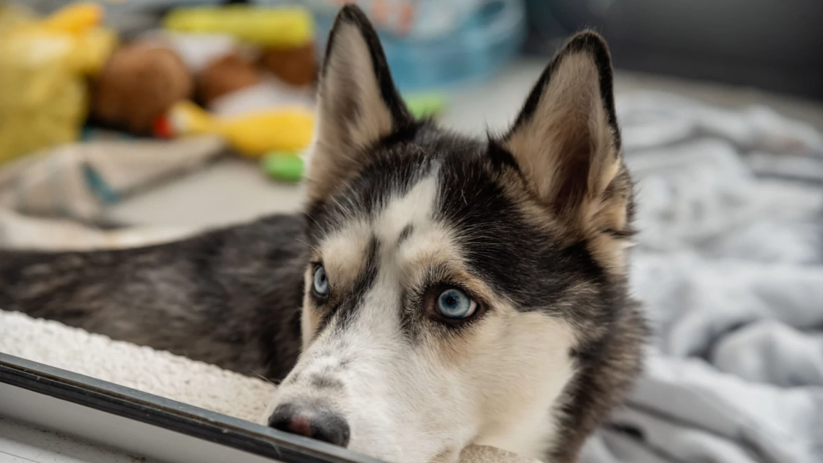 В Госдуму внесен проект о повышении штрафов за плохое содержание животных до 300 тысяч - tvspb.ru