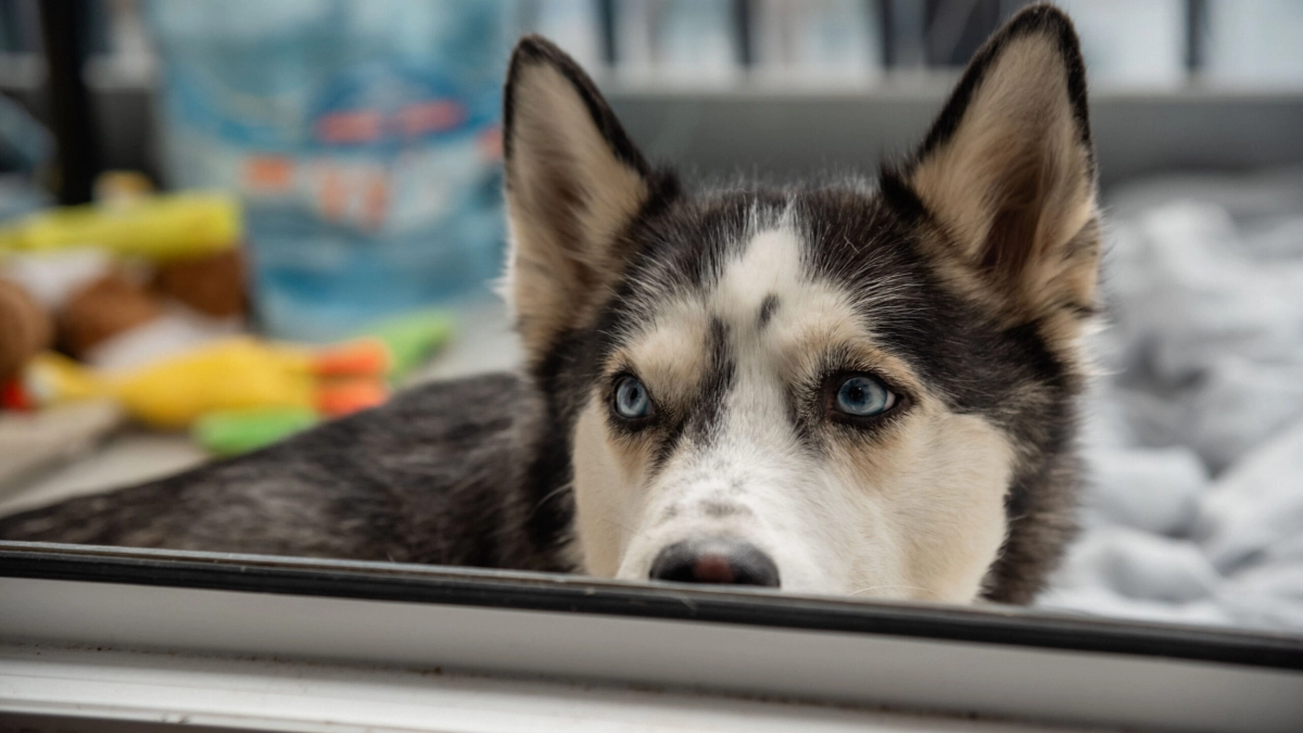 Витамины и забота: ветеринар поделился, как сохранить здоровье питомцев в отопительный сезон - tvspb.ru