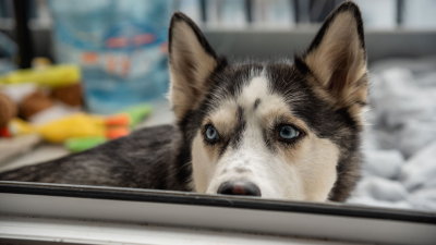 Витамины и забота: ветеринар поделился, как сохранить здоровье питомцев в отопительный сезон