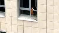 В ЖК на Ушаковской набережной спасли пса, который пытался забраться в окно на 5 этаже
