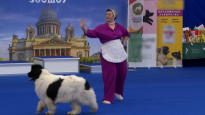 Самый надёжный партнёр: в  Петербурге прошёл Кубок России по танцам с собаками