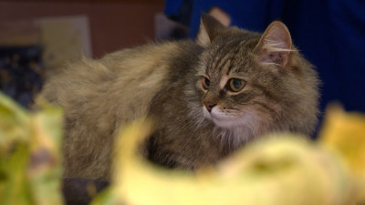 Ветклиника на Васильевском острове получила штраф за просроченные лекарства