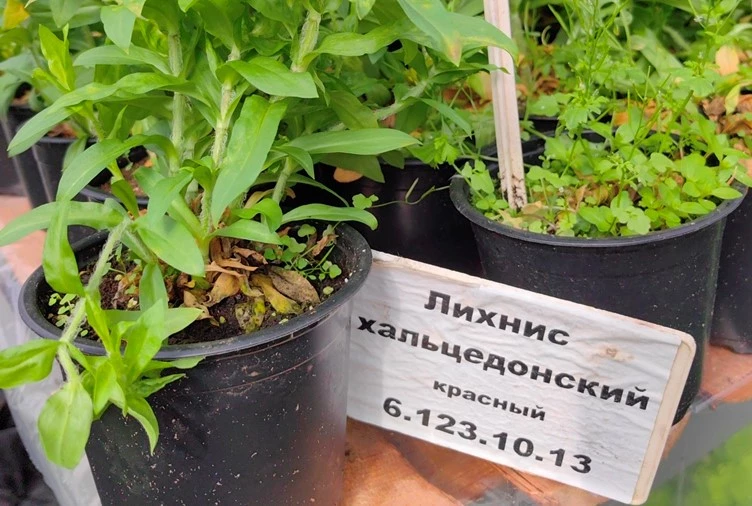 Россельхознадзор нашел в Ленобласти теплицы с опасными тяжелобольными томатами - tvspb.ru