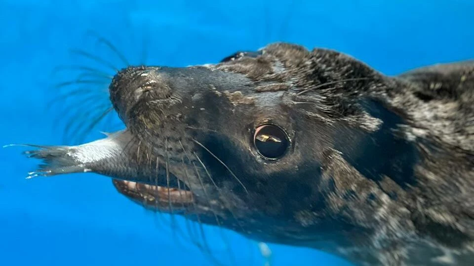 Зверский аппетит: сколько рыбы петербургские тюленята съедят на майских - tvspb.ru