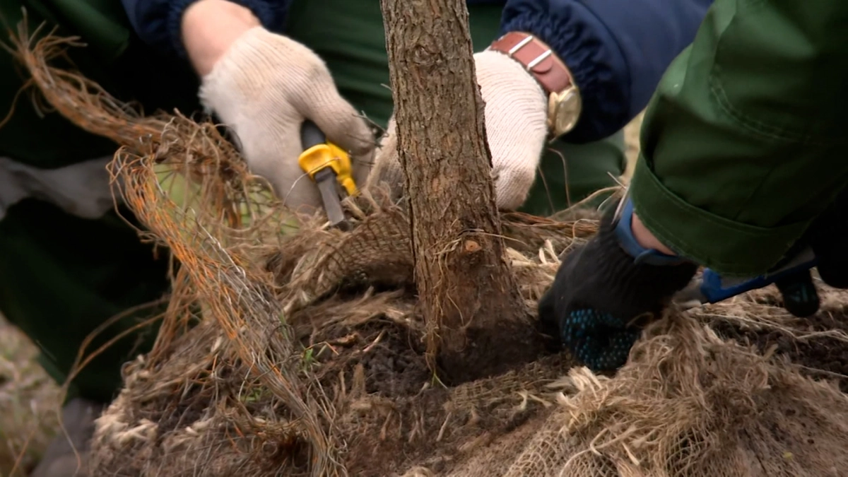 Зелёный Петербург: более 300 деревьев и кустарников высадят в городе в 2026 году - tvspb.ru