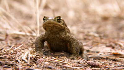 Волонтеры помогли влюбленным жабам попасть из болота в Сестрорецкий разлив