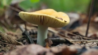 Не меньше, чем в супермаркетах: петербуржцы вышли на охоту за первыми весенними грибами