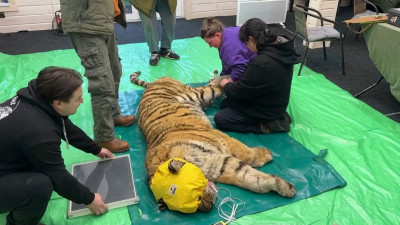 В Ленинградском «Доме тигра» выхаживают пятилетнего хищника из Хабаровска