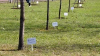 10 именных деревьев в честь военнослужащих, погибших в специальной военной операции, высадили в Невском районе