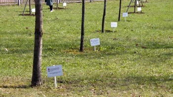 10 именных деревьев в честь военнослужащих, погибших в специальной военной операции, высадили в Невском районе