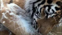 Тигр Зевс из Ленинградского зоопарка показал, как любит воду