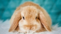 Спутал с морковкой: кролик из контактного зоопарка сломал юной петербурженке палец