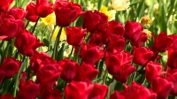 Фестиваль тюльпанов на Елагином острове посвятили юбилею Пушкина