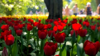 Тюльпаны, музыка, танцы: Какая атмосфера в парке на Елагином острове в эти выходные