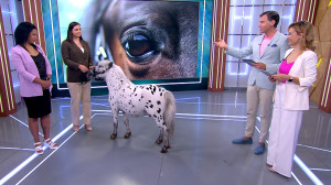 Выставка достижений коневодства