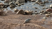 Весенний «тюленепад»: за выходные в Петербурге спасли пятерых нерп и тюленей