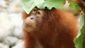 Малайзия намерена подарить орангутанов странам-покупателям пальмового масла