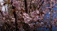Где ещё можно полюбоваться цветущей сакурой