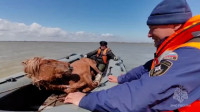 В Тюменской области сотрудники МЧС России спасли из воды табун лошадей