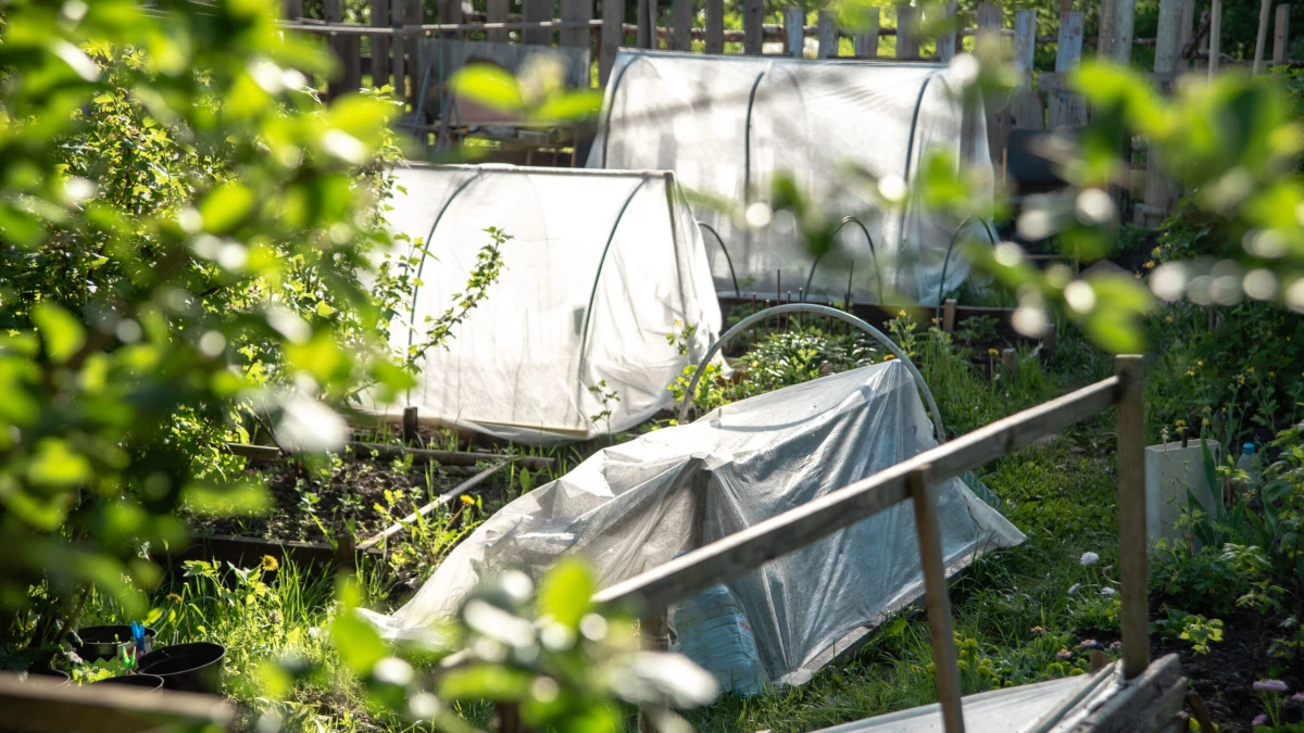 Агроном назвала топ важных дел в саду на июнь: что нужно успеть сделать - tvspb.ru