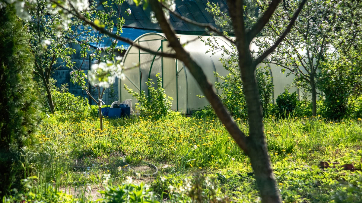 Никакой побелки: дачникам рассказали, какие деревья не нуждаются в защите известью - tvspb.ru