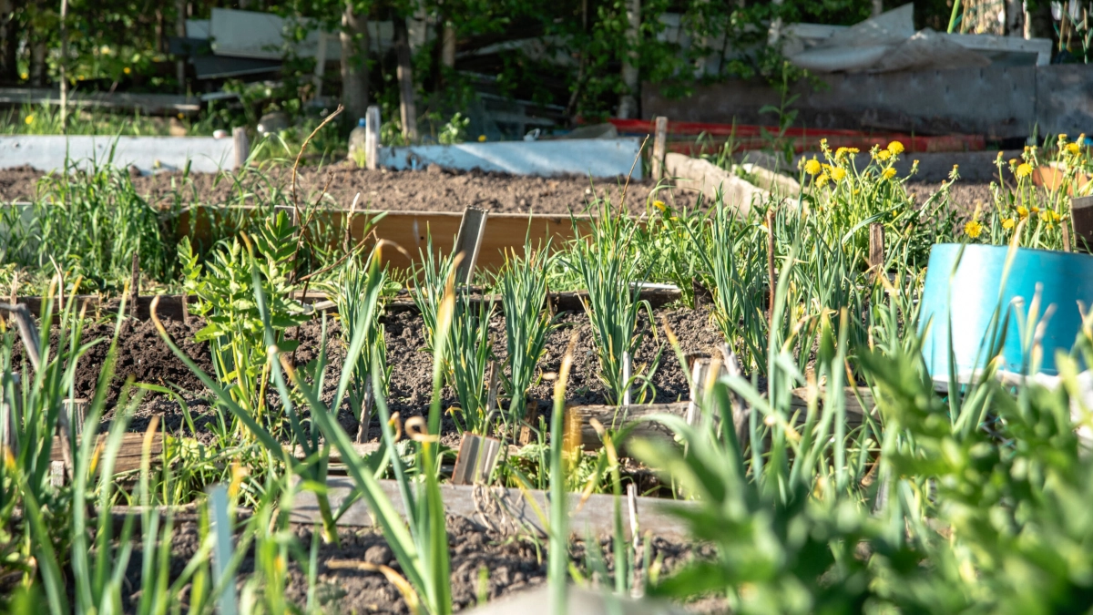 Советы врача: как правильно обрабатывать урожай с грядки - tvspb.ru