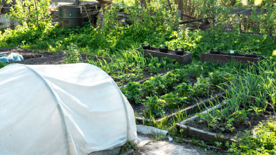 Дачные правила 2025: что нужно знать владельцам участков в России