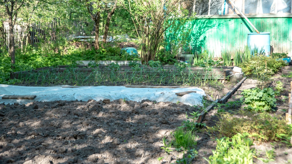 Эколог рассказал, какие культуры заметно вырастут в дождливые и теплые дни - tvspb.ru