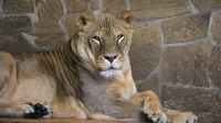 Ленинградский зоопарк показал львицу Таисию и устроил викторину