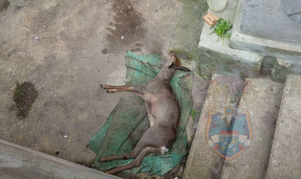 В подвале Приозерска жители нашли косулю: животное спасли - tvspb.ru
