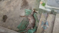 В подвале Приозерска жители нашли косулю: животное спасли