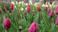 В музее-заповеднике «Павловск» зацвели тюльпаны