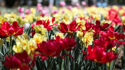 Сотни тысяч цветов украсили Петербург ко Дню рождения города