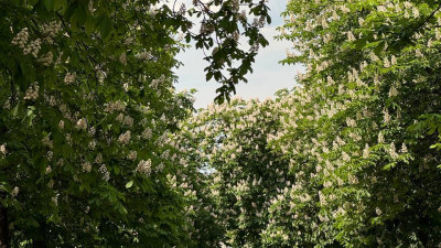 Петербуржцам рассказали, где находится самая длинная аллея каштанов в городе