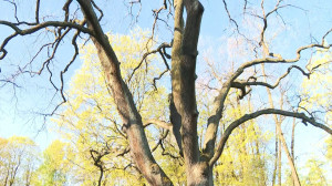 Свидетель истории: дуб черешчатый из парка Лесотехнического университета  претендует на звание «Дерево России»