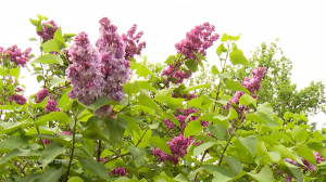 «Сиреневый день» в Царском Селе