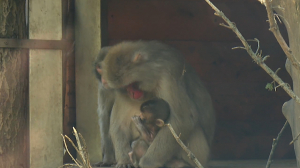 Пополнение в семействе японских макак