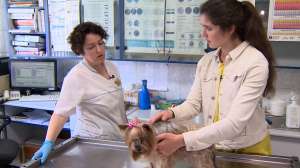 Не только регулярный осмотр: как защитить своего питомца от клещей