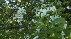 «Яблоневый цвет» на Аптекарском:  весенний фестиваль в Ботаническом саду