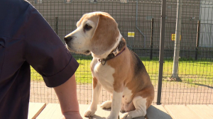 С собаками, как с детьми — гулять чем больше, там лучше: как найти ближайшую площадку для выгула