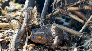 Миграция серых жаб. Куда держат путь земноводные и как им помочь