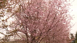Розовая дымка на Аптекарском острове: в Ботаническом саду зацвела сакура