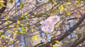 Цветущая сакура Петербурга
