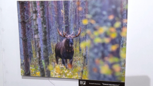 Выставка «Охота с фотоаппаратом»