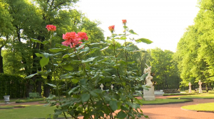 Перед грозой так пахнут розы: как идёт подготовка к «Дню Летнего сада»