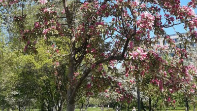 В Петербурге все растения начали цвести одновременно: погода движется в сторону рекорда