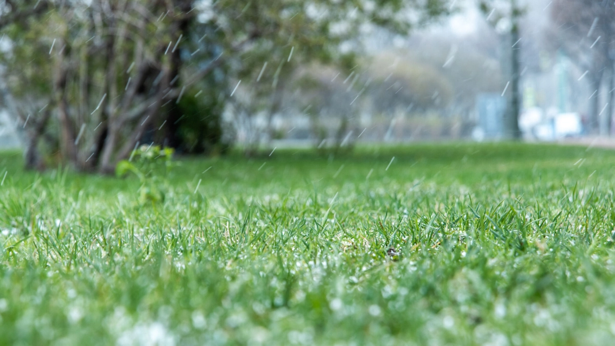 Снег в мае: чем удивит петербуржцев погода 5 мая - tvspb.ru