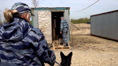 В Ленобласти прошел миграционный рейд – нарушителей ловили с собаками